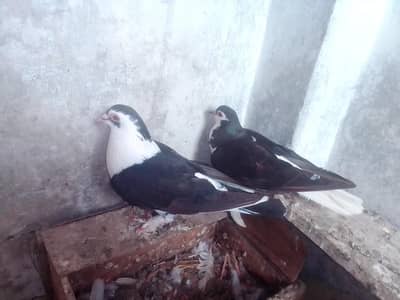 sherazi black pigeon