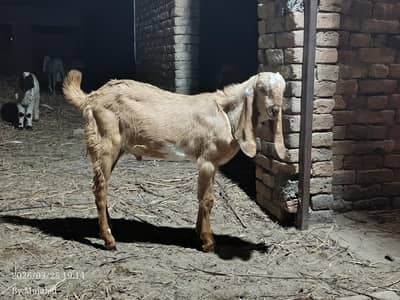 boht hi pyara bakra for sale