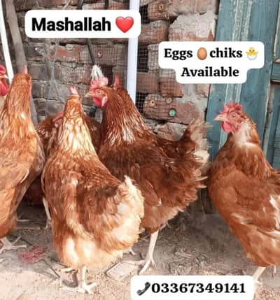 Lohman Brown & black Chiks & fertile eggs available. . . 03367349141