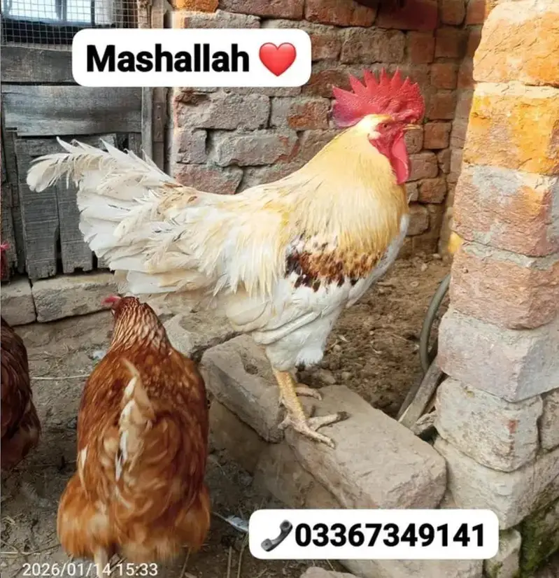 Lohman Brown & black Chiks & fertile eggs available. . . 03367349141 — photo 2
