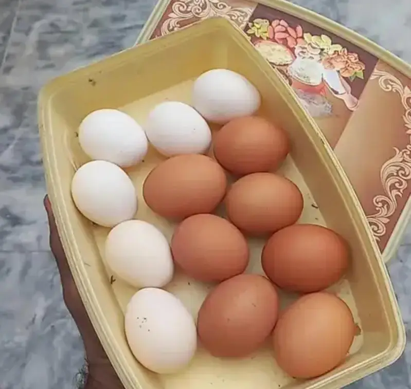 Lohman Brown & black Chiks & fertile eggs available. . . 03367349141 — photo 3