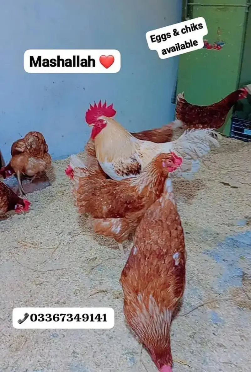 Lohman Brown & black Chiks & fertile eggs available. . . 03367349141 — photo 4