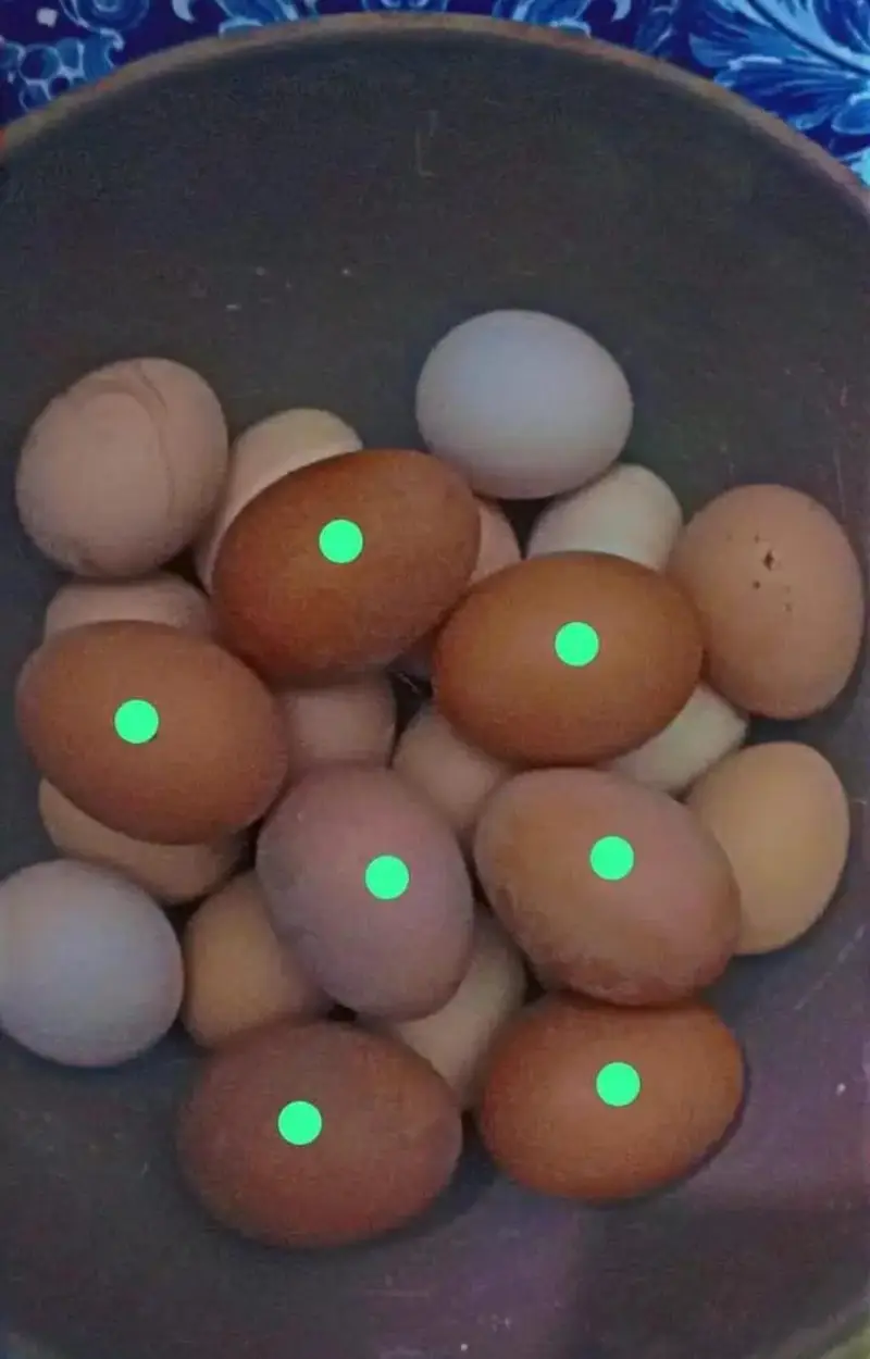 Lohman Brown & black Chiks & fertile eggs available. . . 03367349141 — photo 5