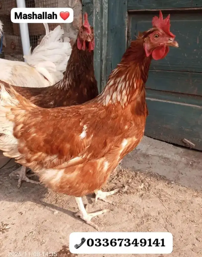 Lohman Brown & black Chiks & fertile eggs available. . . 03367349141 — photo 6