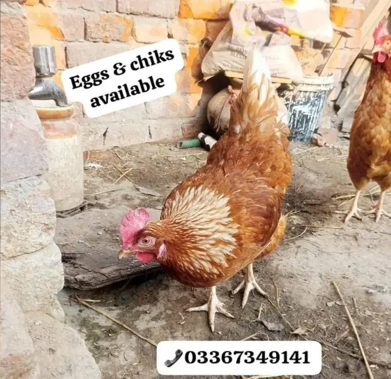 Lohman Brown & black Chiks & fertile eggs available. . . 03367349141 — photo 8