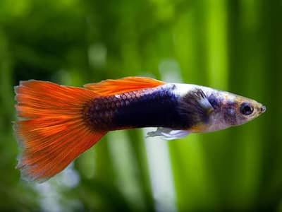 Guppies breading pair for sale