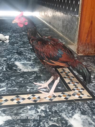 6 Months Aseel Cross Rooster for Sale