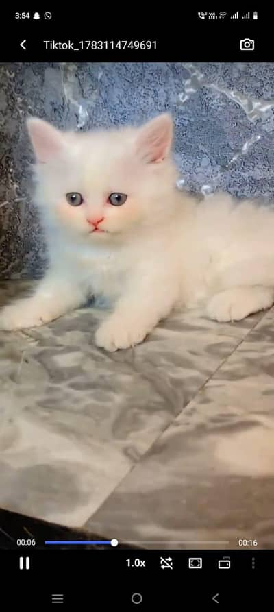 pure Persian cats vaccinated and healthy active WhatsApp/0346/4644037/