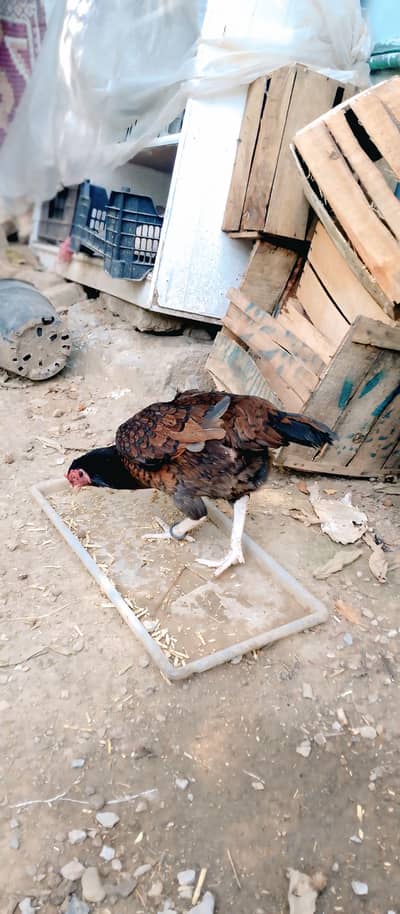  FOR SALE | ترلی اسیل (دیسی اسیل کراس)  Anday Day Rahi hai