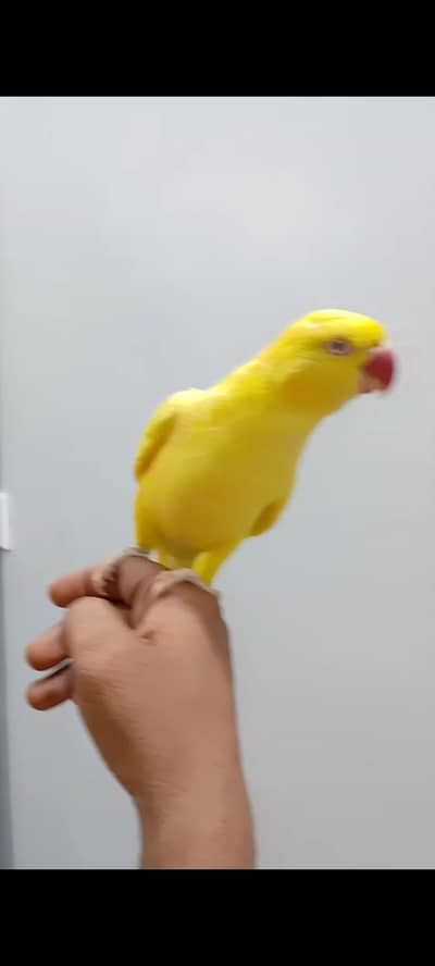 beautiful girl yellow ringneck tamed talking