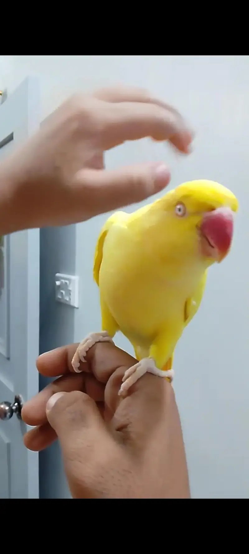 beautiful girl yellow ringneck tamed talking — photo 2
