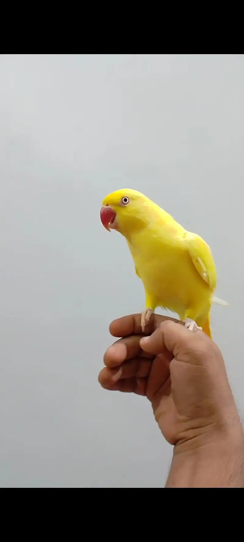 beautiful girl yellow ringneck tamed talking — photo 3