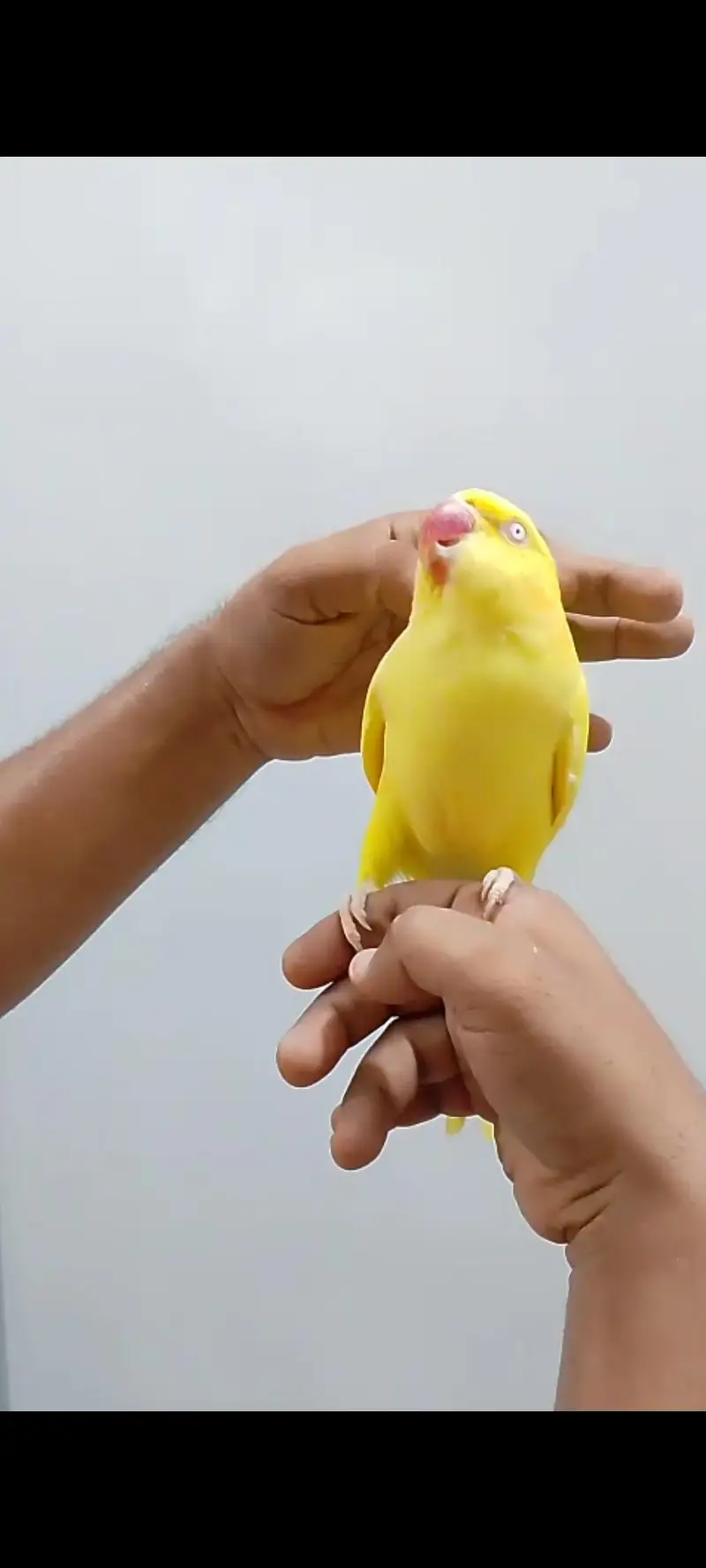 beautiful girl yellow ringneck tamed talking — photo 4