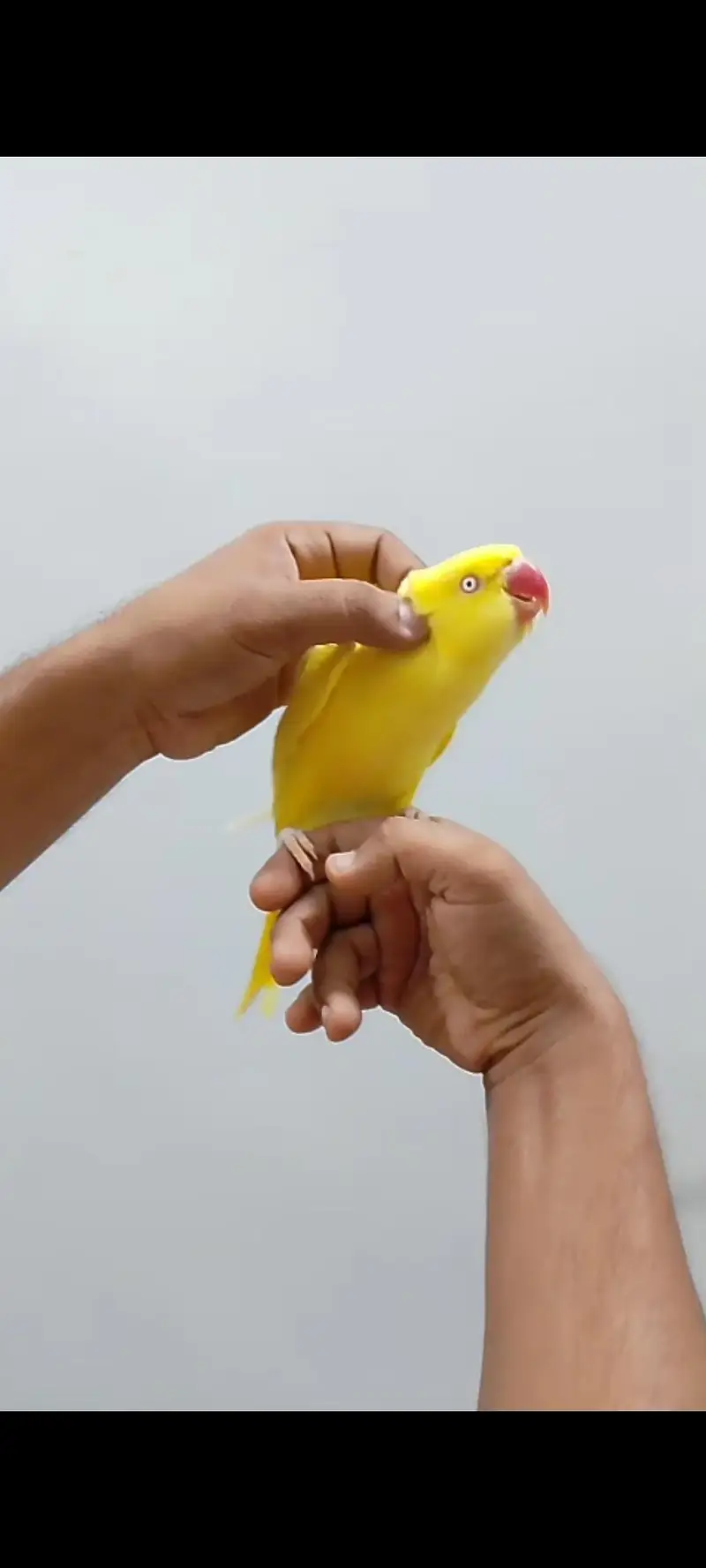 beautiful girl yellow ringneck tamed talking — photo 5