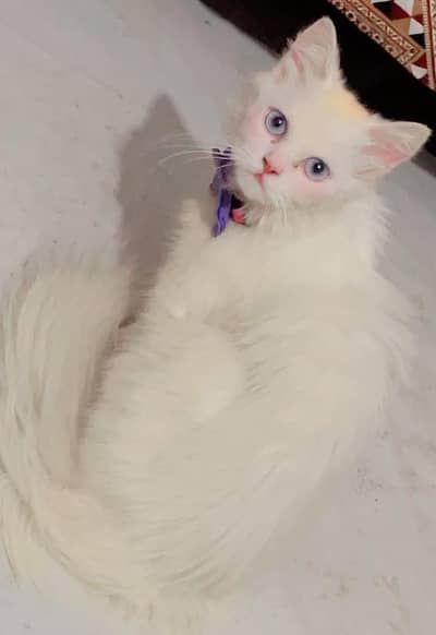 Pure persian cat blue eyes
