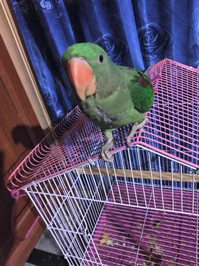Male Alexandrine Parrot for Sale – Healthy & Active