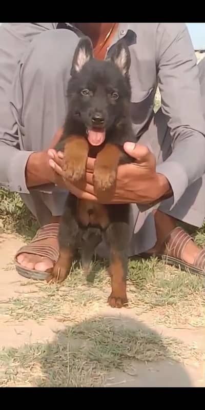 German Shepherd two month for sale