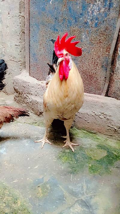 Aseel pair with chicks | Desi pair | shamu