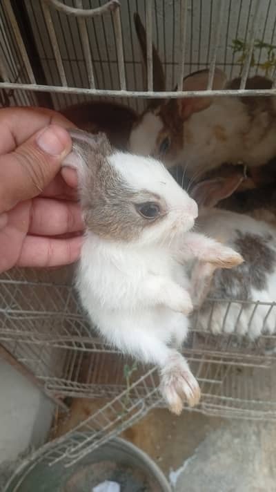 Rabbit bacho Ka sath