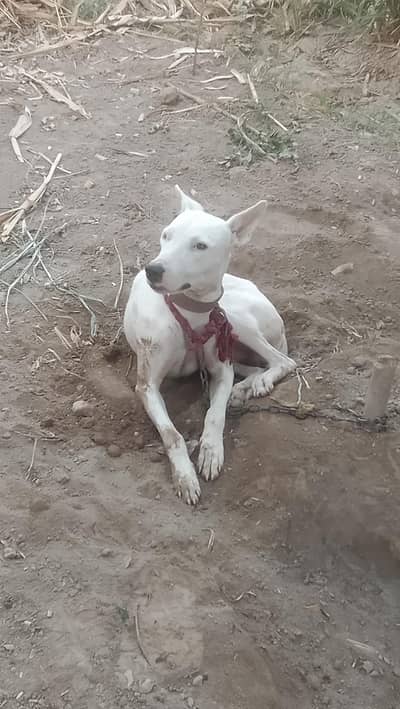 bully gultair kutta