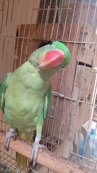 hand tamed, started speaking Mithu, voice of cry, laugh and cats. very