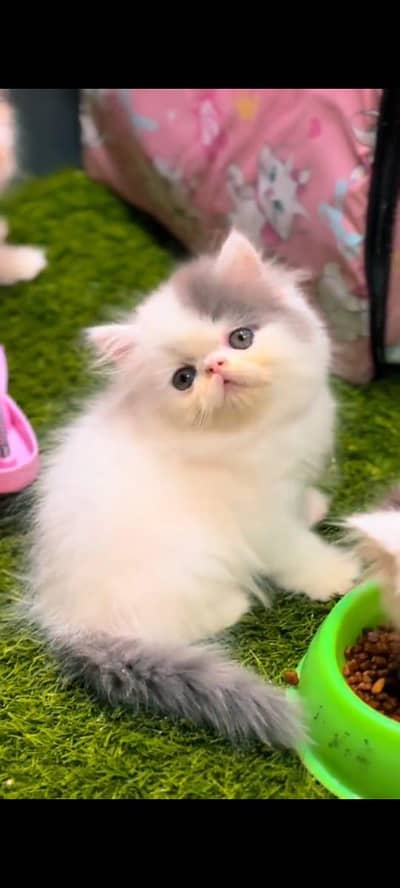 pure Persian cats vaccinated and healthy active WhatsApp/0346/4644037/