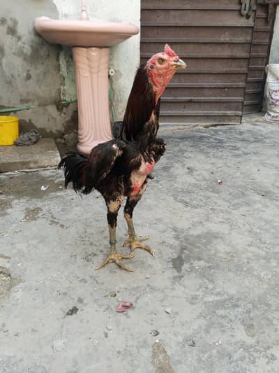 barmi murga wait madi