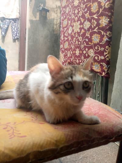 nice cat