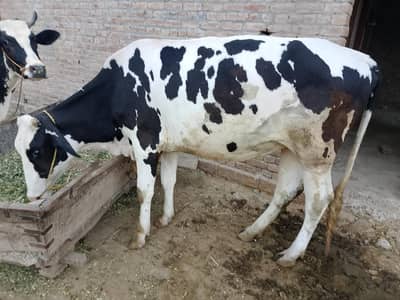 Australian heafer for sale