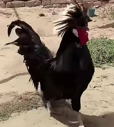 breeder set egg laying black polish. .