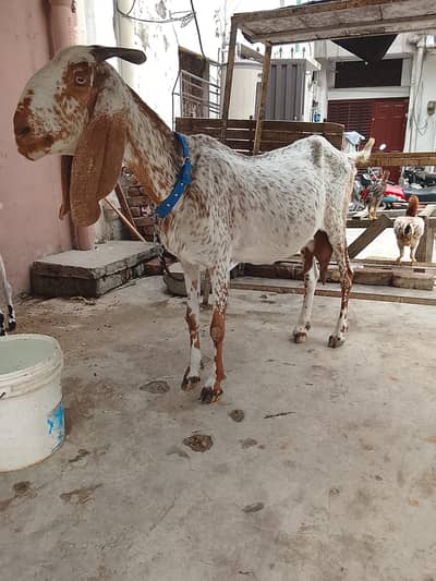 makhi cheeni bakri for sale