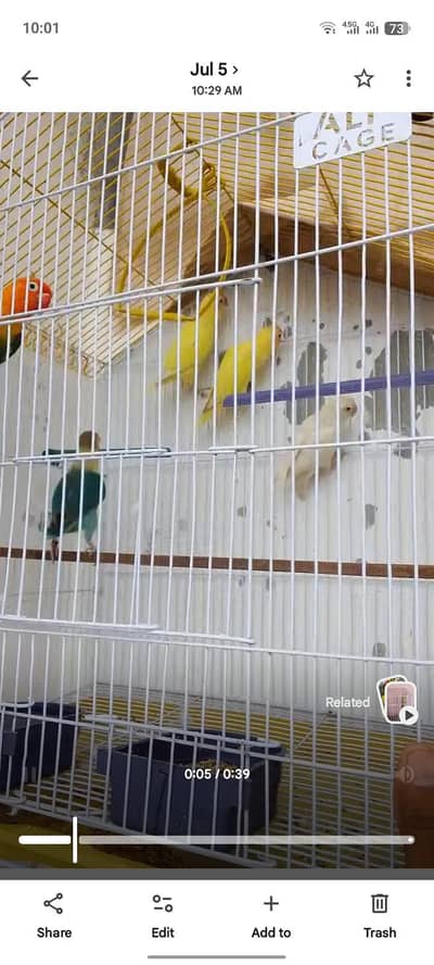 love bird full active