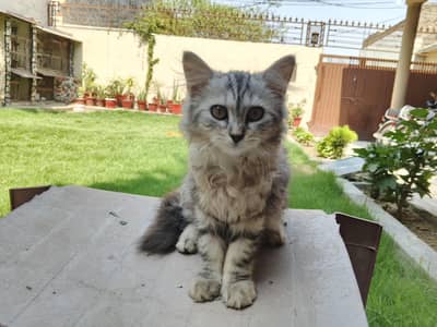 Silver Tabby Longhair