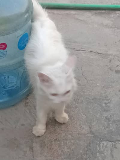 sale for  cate