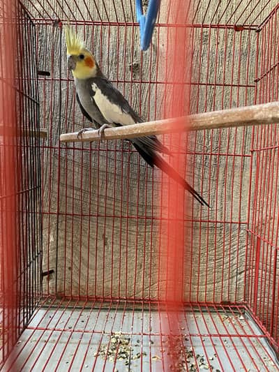 Grey cocktail male for sale