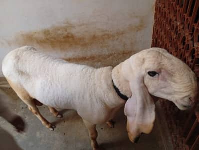 Healthy White Sheep (Chatra) for Sale | Heavy & Active