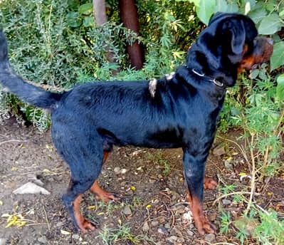 male dog for sale exchange