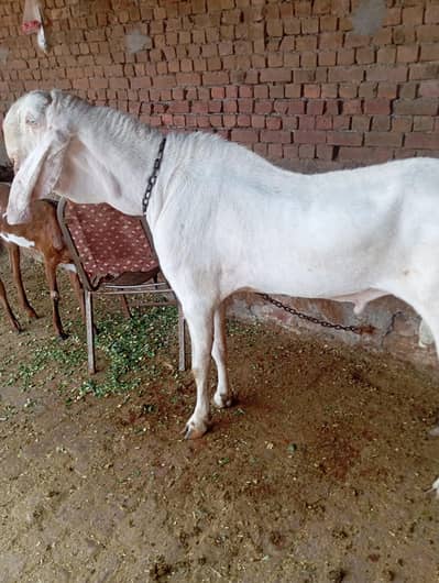 puor makhi chini gabban bakri 03141446467