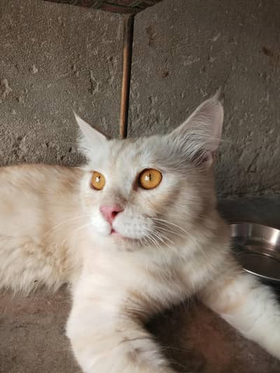 Healthy Long Hair Male Cat | Home Raised & Fully Active
