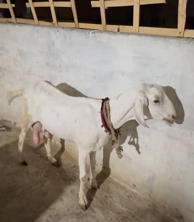 Bakri for sale