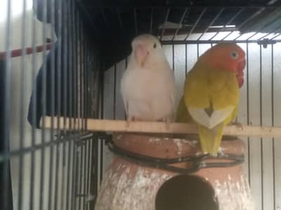 healthy love birds