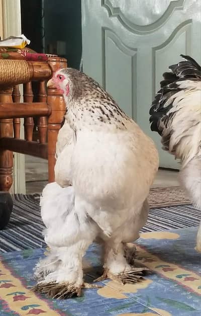 barahma female for sale