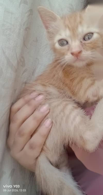 Persian Mix Kitten For Sale