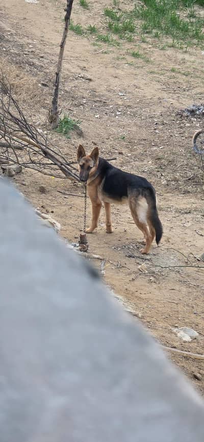Alsheshan Female