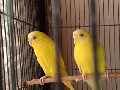 Budgies pair for sale