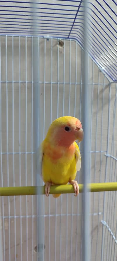 Bird pair sell with new Cage.