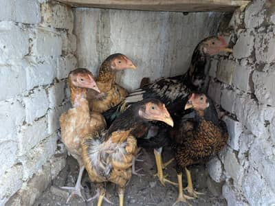Male & Female Hen Available Anday Dany Par Hain