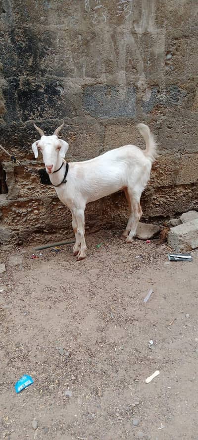teddy bakri fresh do dant