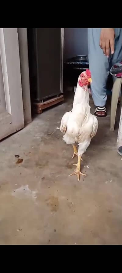 HEERA BREEDER PEPPER WHITE FOR SALE FINALLY 15000 HAZAR.