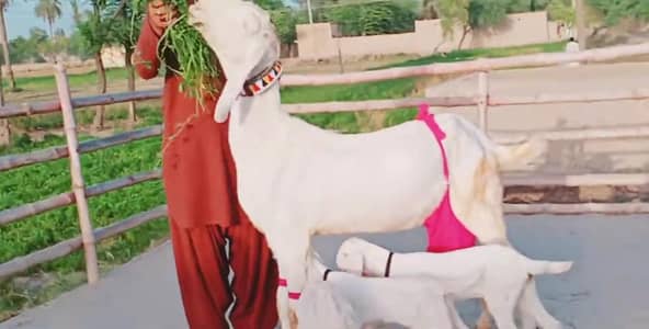 3 Bacchon Ka Sath Rajanpuri Gulabi Bakri For Sale _. 03134947622